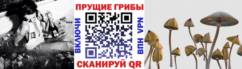 Псилоцибиновые грибы Psilocybine cubensis  Купить закладки  Сухой Лог 